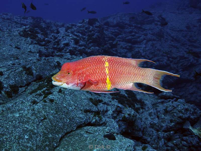 socorro cabo pearle hogfish