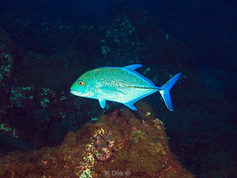 san benedicto jackfish