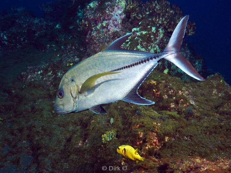 san benedicto jackfish