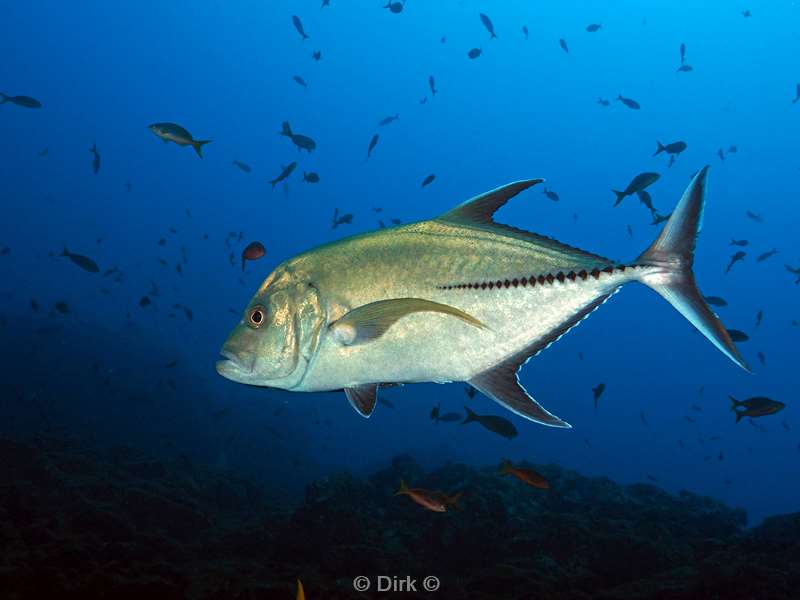 san benedicto jackfish