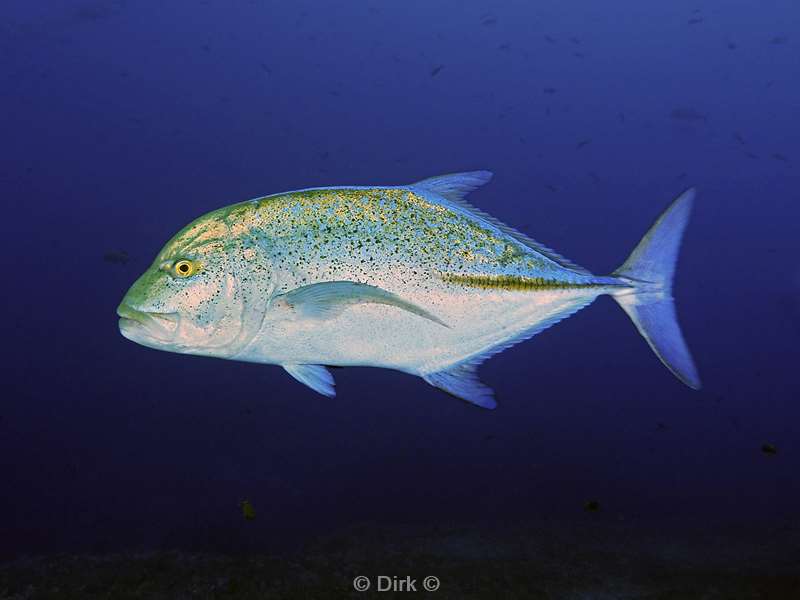 san benedicto jackfish