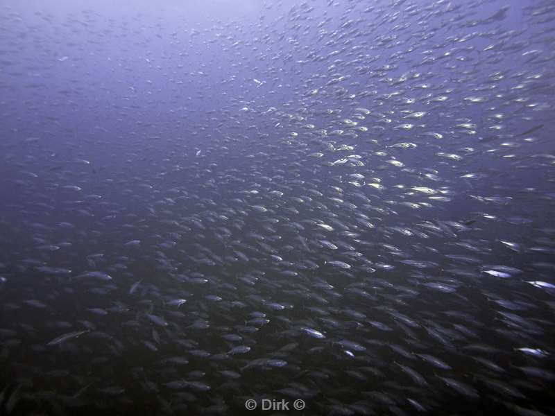 roca partida whitetip jackfish