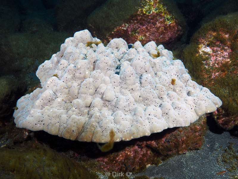 san benedicto coral