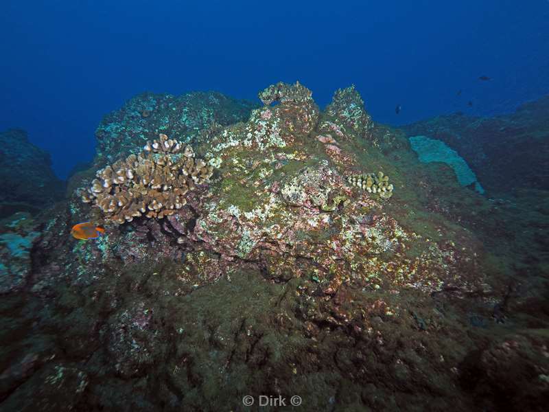 san benedicto coral