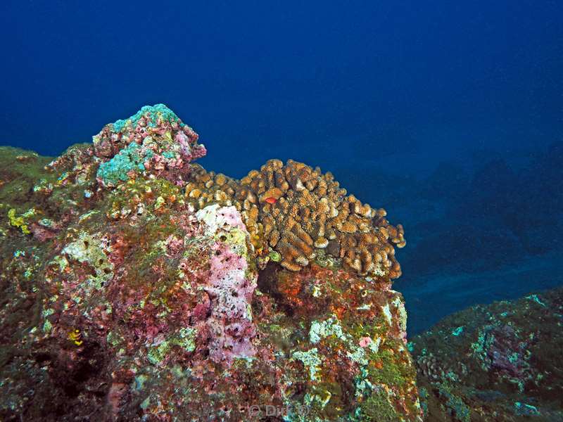 san benedicto coral