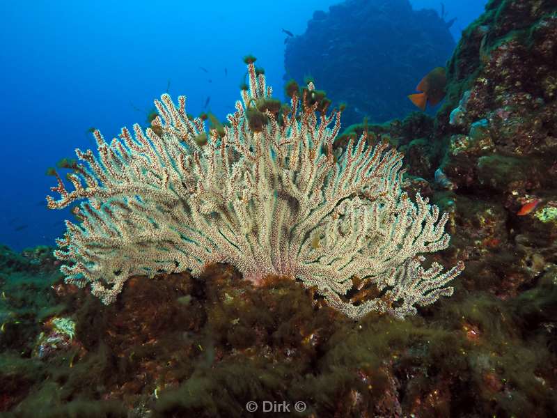 san benedicto coral