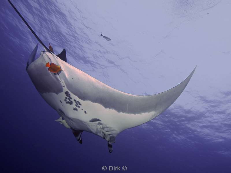 duiken san benedicto manta