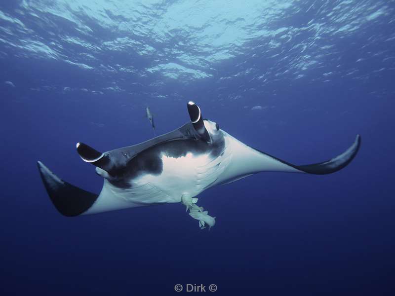 duiken socorro cabo pearle manta