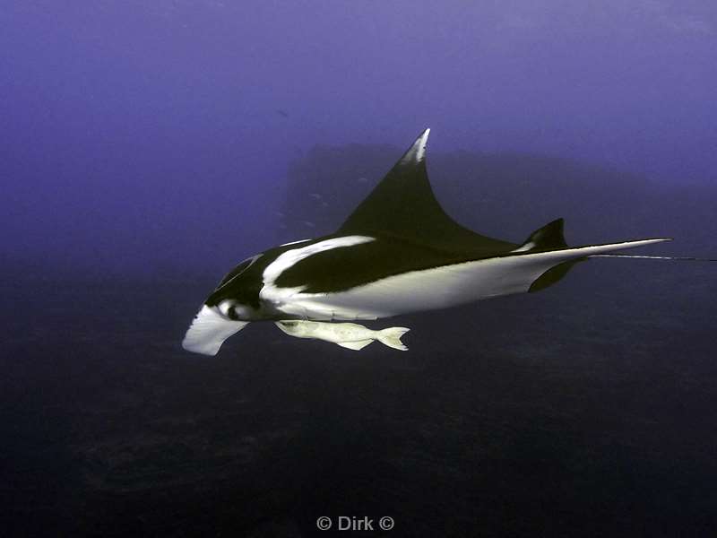 duiken san benedicto manta