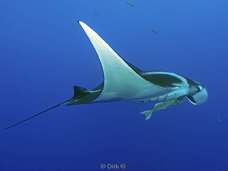 duiken socorro cabo pearle manta