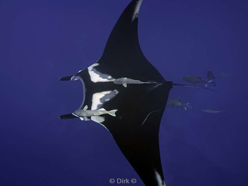 socorro cabo pearle manta