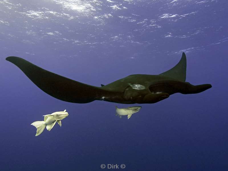 roca partida manta