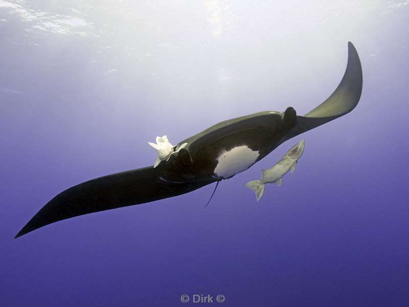 roca partida manta