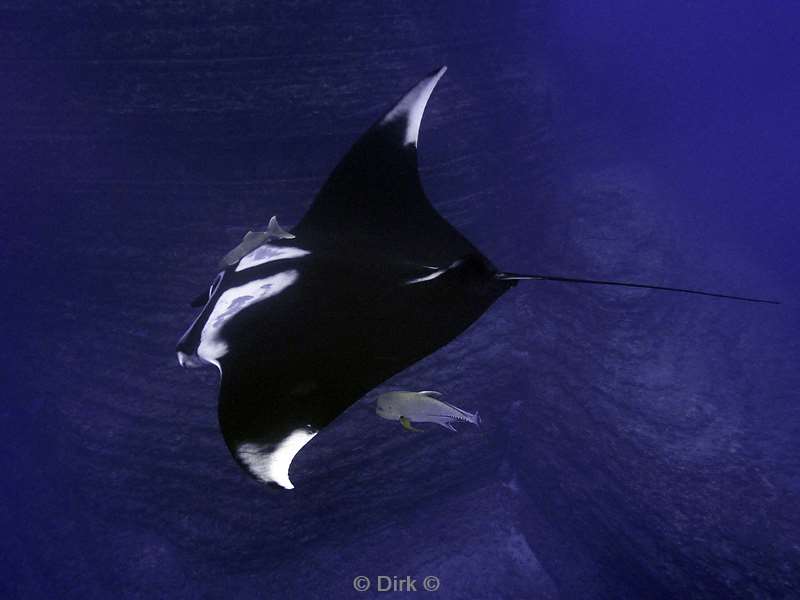 duiken san benedicto manta