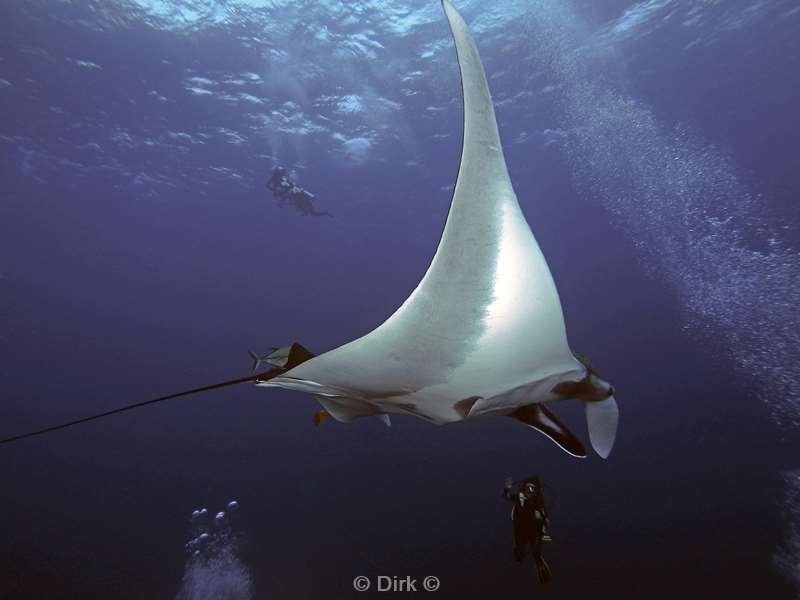 duiken socorro cabo pearle manta