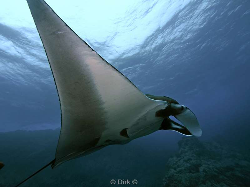 duiken socorro cabo pearle manta