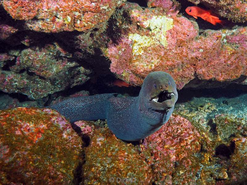 san benedicto moray