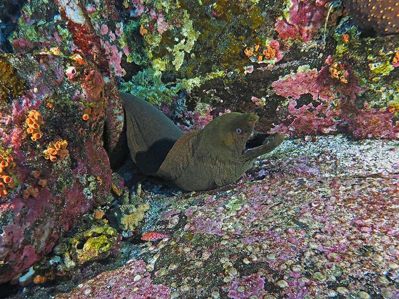 roca partida moray