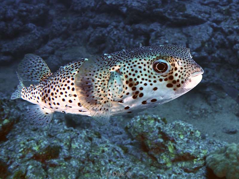 duiken socorro cabo pearle puffervis