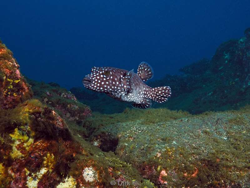 san benedicto pufferfish