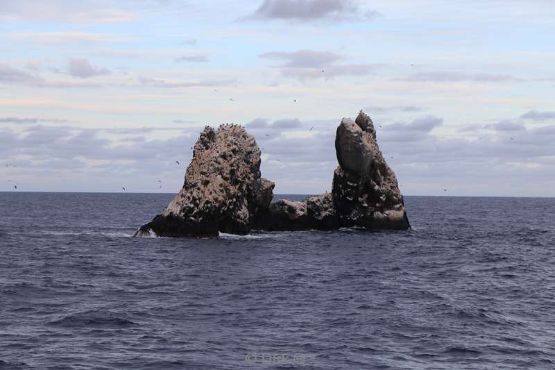 dive site roca partida mexico