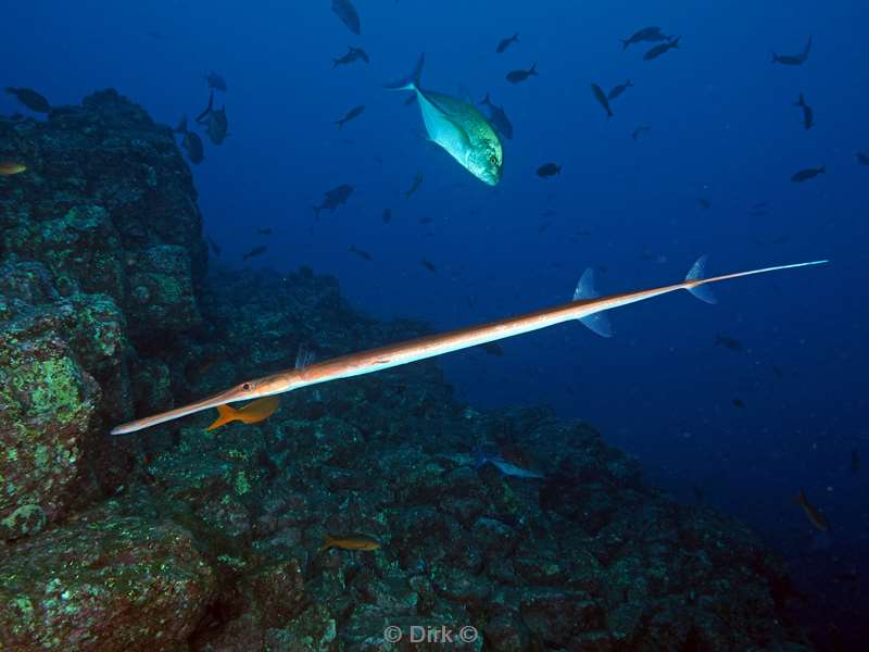 san benedicto trumpet fish