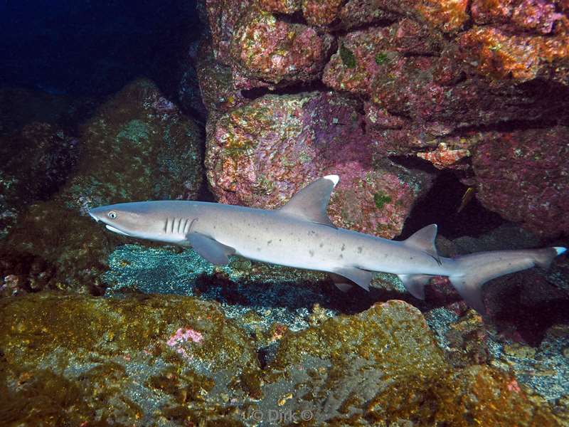 san benedicto white tip reef shark