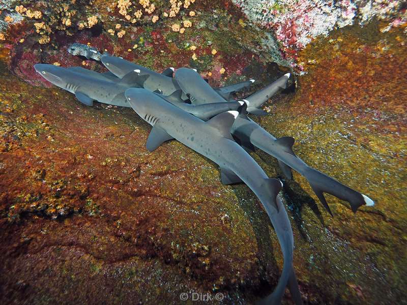 roca partida white tip reef shark