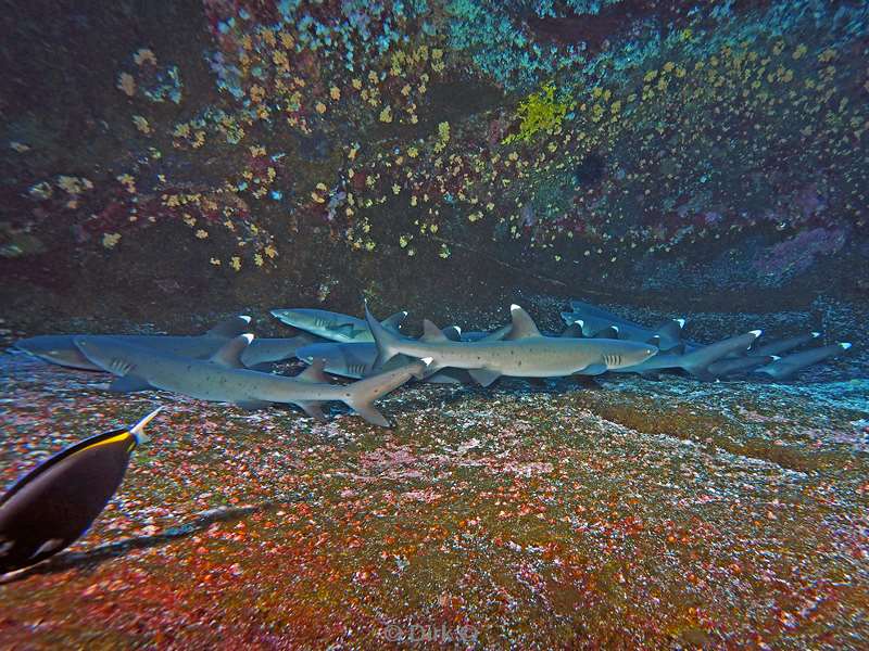 roca partida manta