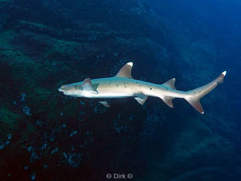 roca partida white tip reef shark