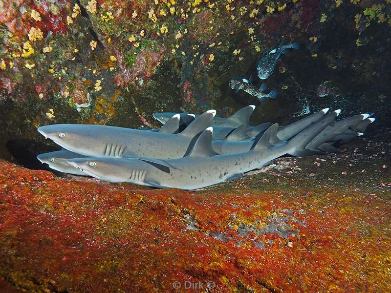 roca partida whitetip white tip reef shark