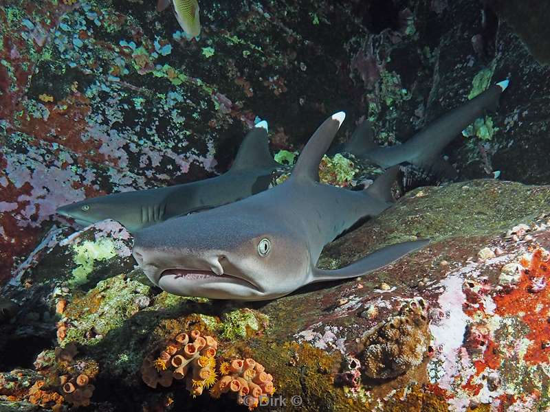 roca partida white tip reef shark