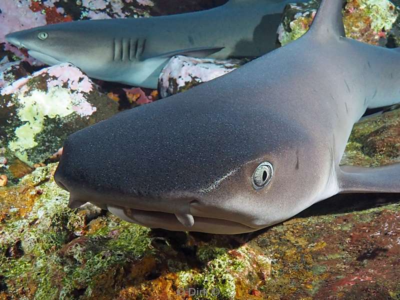 roca partida white tip reef shark