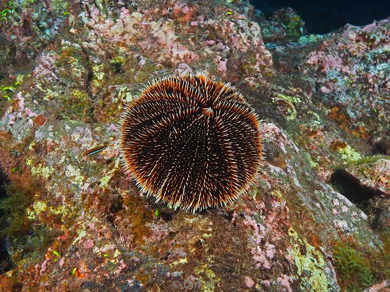 san benedicto sea urchin