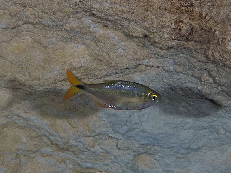 duiken cenote chikin ha
