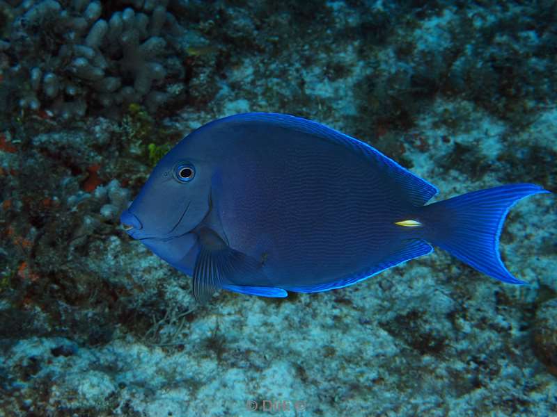 duiken cozumel mexico