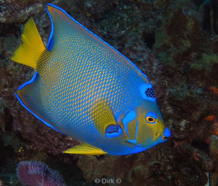 duiken cozumel mexico