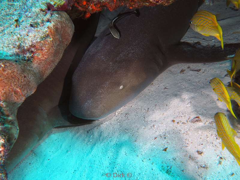 duiken cozumel mexico