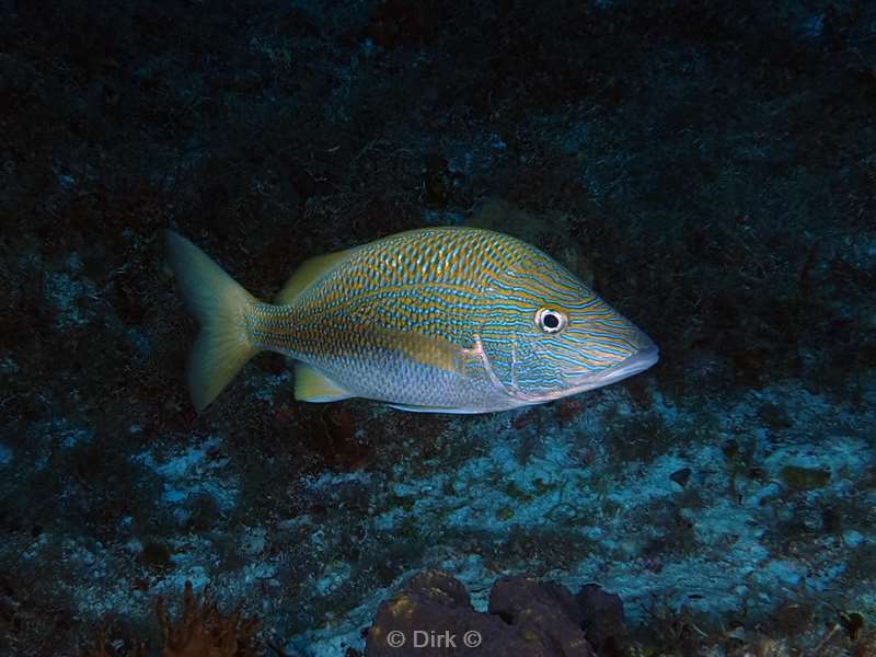 duiken cozumel mexico