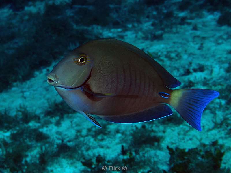 duiken cozumel mexico