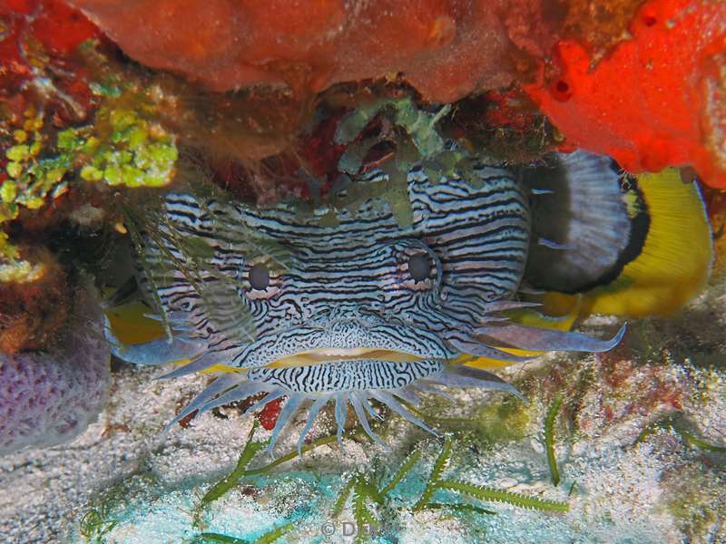 duiken cozumel mexico