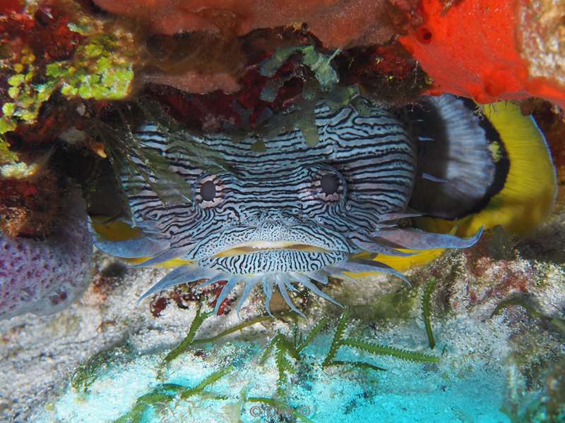 duiken cozumel mexico