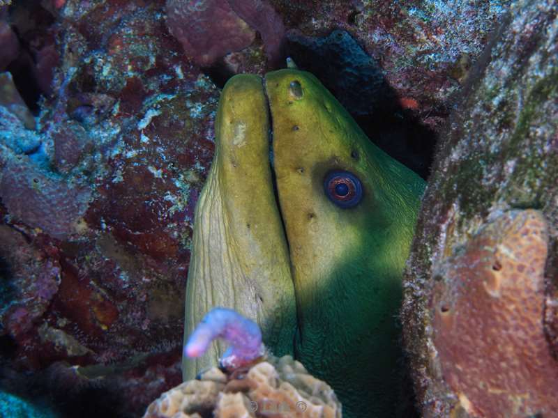 duiken cozumel mexico