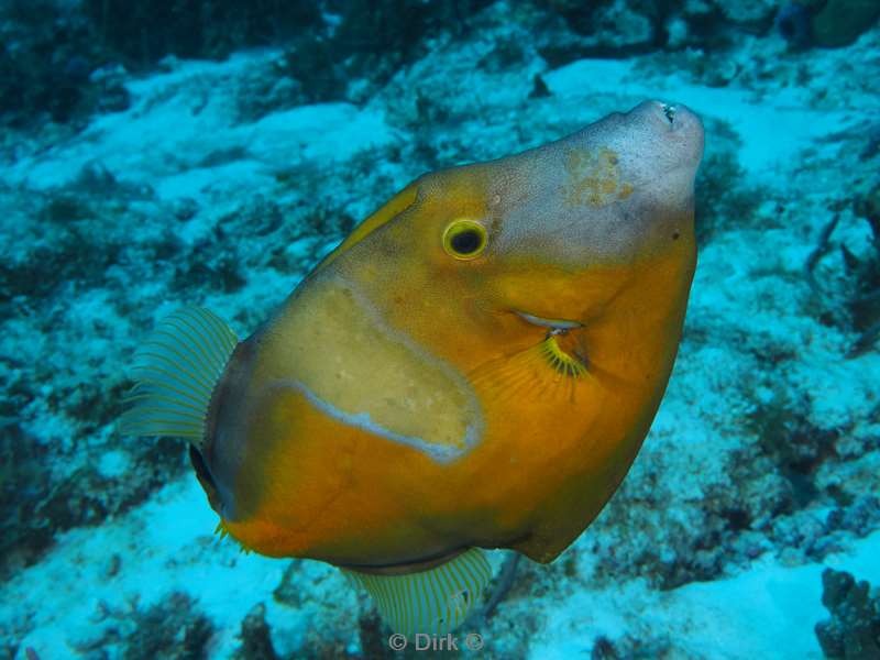 duiken cozumel mexico