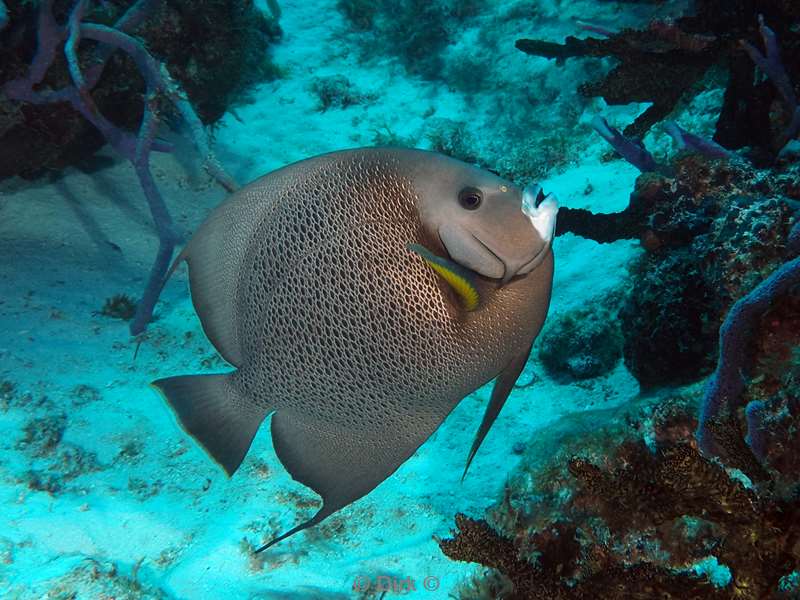 duiken cozumel mexico