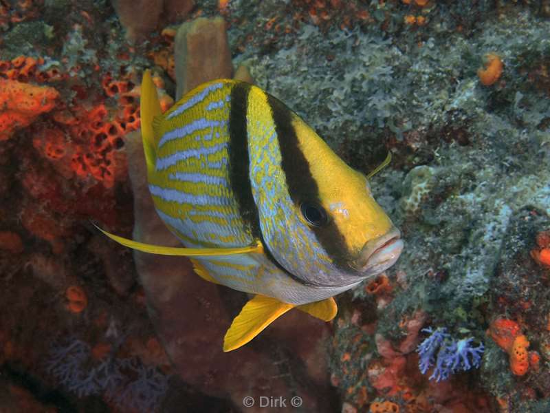 duiken cozumel mexico