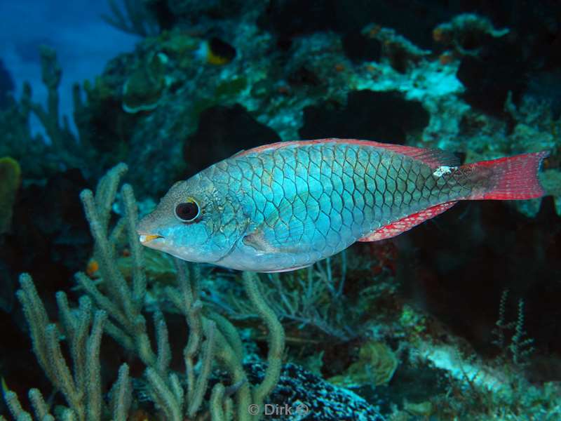 duiken cozumel mexico