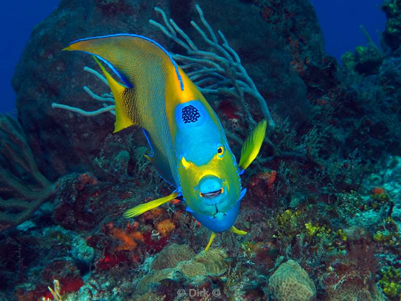 duiken cozumel mexico