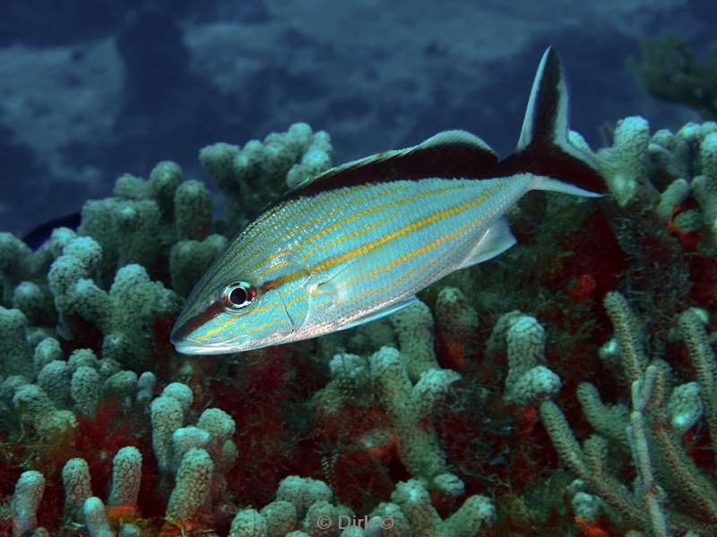 duiken cozumel mexico