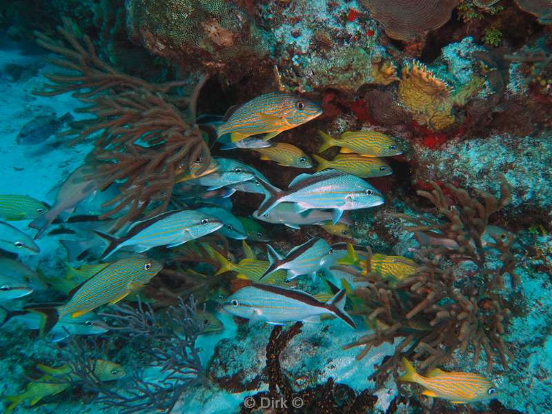 duiken cozumel mexico